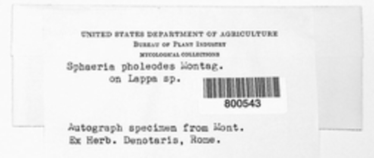 Sphaeria pholeodes image
